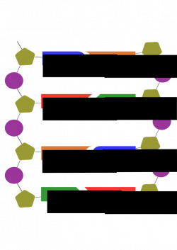 File:DNA Structure.svg - Wikipedia