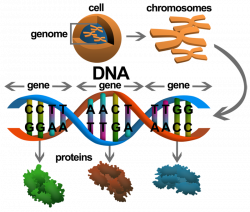 Genetics 101 - ThinnerGene DNA Diet and Exercise program