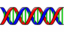 Dna Genetic Code Double Helix transparent image | Dna | Pinterest