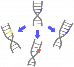 Mutation - Innovative Genomics Institute (IGI)