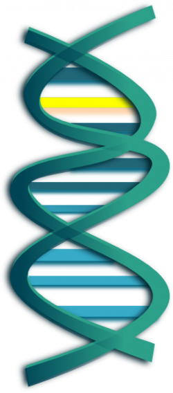 Dna Clipart | Free download best Dna Clipart on ClipArtMag.com