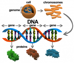 What is the difference between DNA and genes? - Quora