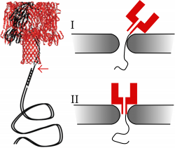 Nanopore sequencing - Wikipedia