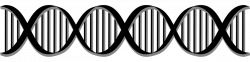 Is it possible to add letters to the DNA alphabet? - Genome BC