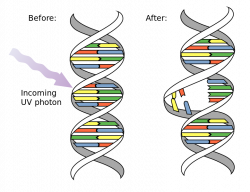 File:DNA UV mutation.svg - Wikimedia Commons