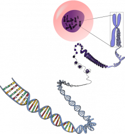 Difference Between Genetics and Epigenetics | Genetics vs Epigenetics