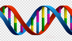 Double Helix clipart - Genetics, Dna, Biology, transparent ...
