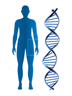 DNA and human body | Free vectors, illustrations, graphics ...