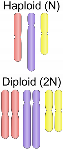 chromosome homozygous - Recherche Google | Genetics | Pinterest ...