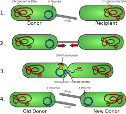 Bacterial Genetics: Plasmid DNA & Conjugation Gene Transfer from the ...