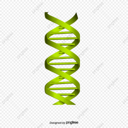 Dna Strand, Dna, Green, Chain Gene PNG Transparent Clipart ...