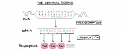 Nucleic acids (article) | Khan Academy