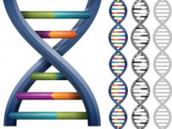 Free Dna Structure Clipart, Download Free Clip Art on Owips.com