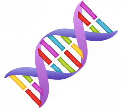 Nucleic acid double helix DNA Clip art - others 771*709 transprent ...