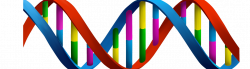 DNA & RNA | Sutori