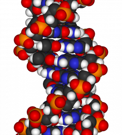 File:DNA-fragment-3D-vdW.png - Wikimedia Commons