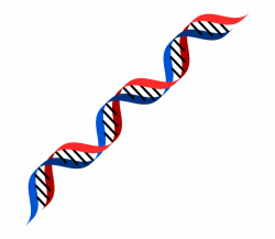 Dna Png - Dna Red And Blue Free PNG Images & Clipart ...
