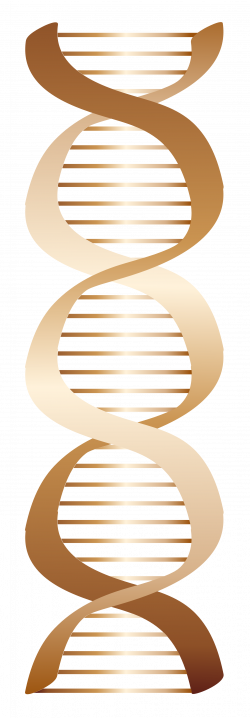 clipartist.net » Clip Art » Bronze Dna Icon Scalable Vector Graphics SVG