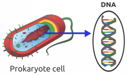 File:Prokaryote DNA-en.svg - Wikimedia Commons