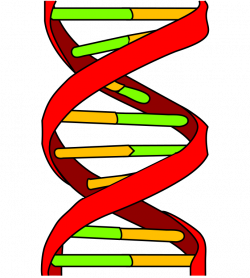 File:DNA icon.svg - Wikipedia