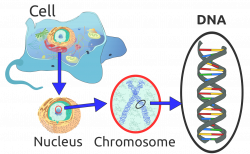 Picha:Eukaryote DNA-en.svg - Wikipedia, kamusi elezo huru