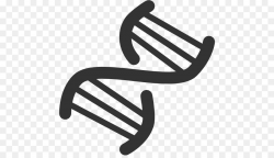 DNA Nucleic acid double helix ICO Icon - Dna Helix Clipart png ...