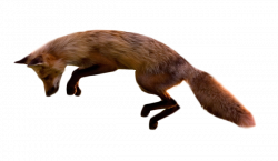 Image - Jumping-fox-transparent-background.png | Animal Jam Clans ...