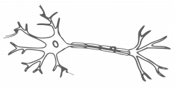 Neurona.png (2400×1200) | MABNR | Pinterest