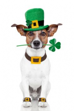 193 Best St. Patrick's Day animals images in 2018 | Animal ...