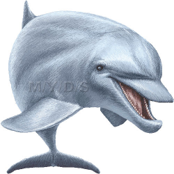 Free Bottlenose Dolphin Cliparts, Download Free Clip Art ...