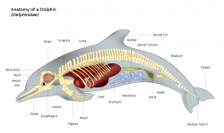 Marine mammal - Wikiwand