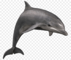 Dolphin Cartoon clipart - Dolphin, Wildlife, transparent ...