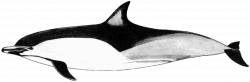 Free Black And White Dolphin Pictures, Download Free Clip Art, Free ...
