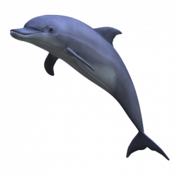 dolphin - Sticker by Taliafera