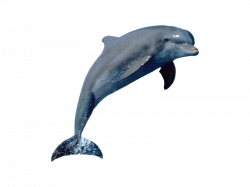 Dolphin (PSD) | Official PSDs