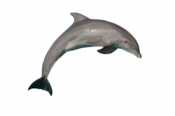 Atlantic Bottlenose Dolphin Jumping PNG Image - PurePNG | Free ...