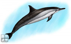 Full color illustration of a Spinner Dolphin (Stenella ...