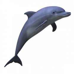 Bottlenose Dolphin Clipart Flipper Free collection | Download and ...