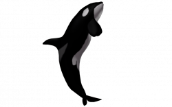 Killer whale Clip art - Killer Whale Transparent 1024*639 transprent ...