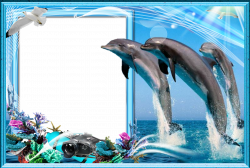 Berühmt Dolphin Picture Frames Zeitgenössisch - Bilderrahmen Ideen ...