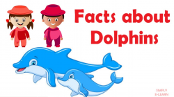 Interesting dolphin facts for kids - information about dolphins - facts  about dolphins