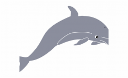 Dolphin Clipart Spinner Dolphin - Short-beaked Common ...