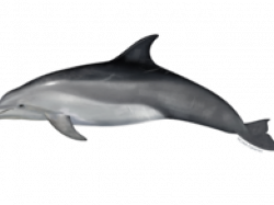 Bottlenose Dolphin Clipart dolphin tail - Free Clipart on ...