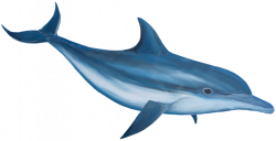 Dolphin Cartoon Image | Free Download Clip Art | Free Clip Art | on ...