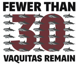 Boycott Mexican Shrimp: Save the Vaquita Porpoise