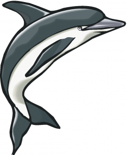 Jumping Dolphin Clip Art 3gif clipart free image