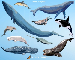Clip Art Whales & Dolphins, Digital Realistic Clip Art, PNG ...