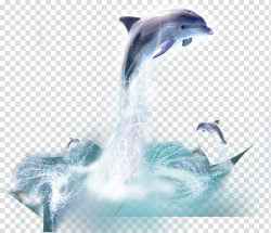 Dolphin Whale, dolphin transparent background PNG clipart ...