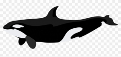 Marine mammal,Fin,Killer whale,Dolphin,Cetacea,Bottlenose ...