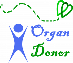 Organs Clipart organ donor - Free Clipart on Dumielauxepices.net